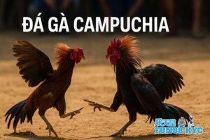 Đá Gà Campuchia FUN88: Sân Chơi Nghìn Tỷ Đầy Hấp Lực